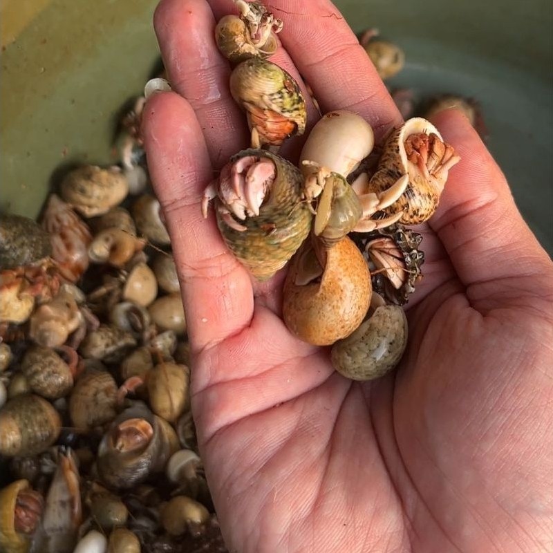 INSTAN Kelomang Gemoy Warna Merah dan Campur