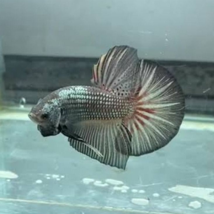 HMPK KOMBI, BESGEL DAN BESTER KUALITAS STANDAR SNI AKSESORIS DAN ORNAMEN AQUARIUM