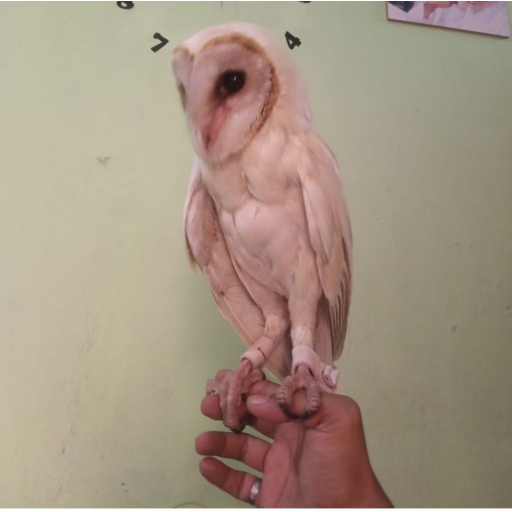 tyto Alba putih sehat makan lancar
