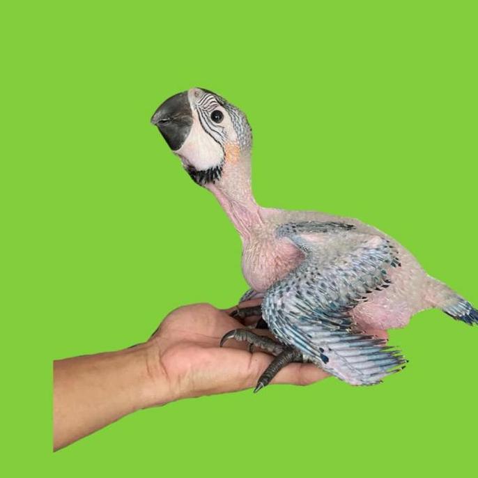 Blue and Gold Macaw Parrot