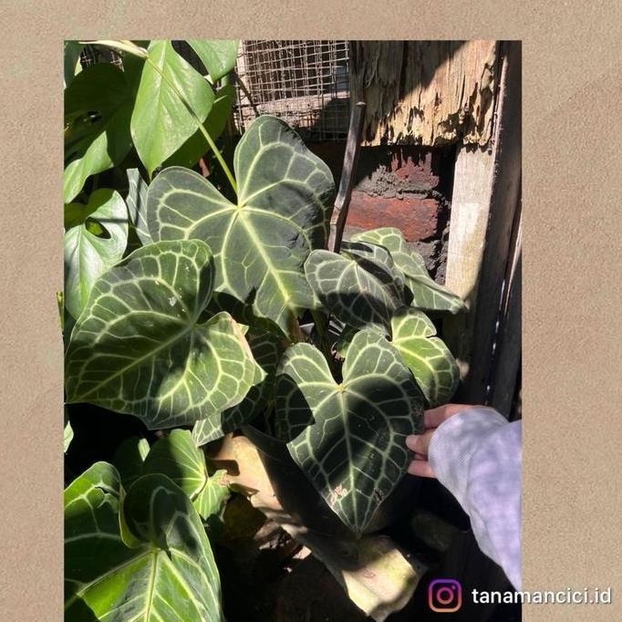 TERMURAH - Anthurium tarantula kuping gajah pagoda rimbun ready Surabaya barat