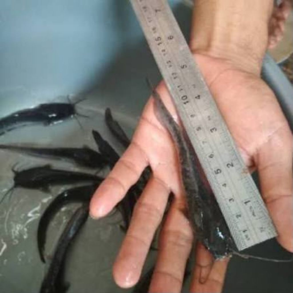 BIBIT LELE SANGKURIANG JUMBO 12-15CM PAKETAN 500 EKOR