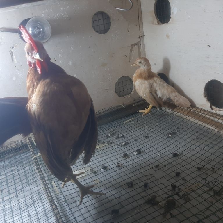 Ayam Serama harga sepasang