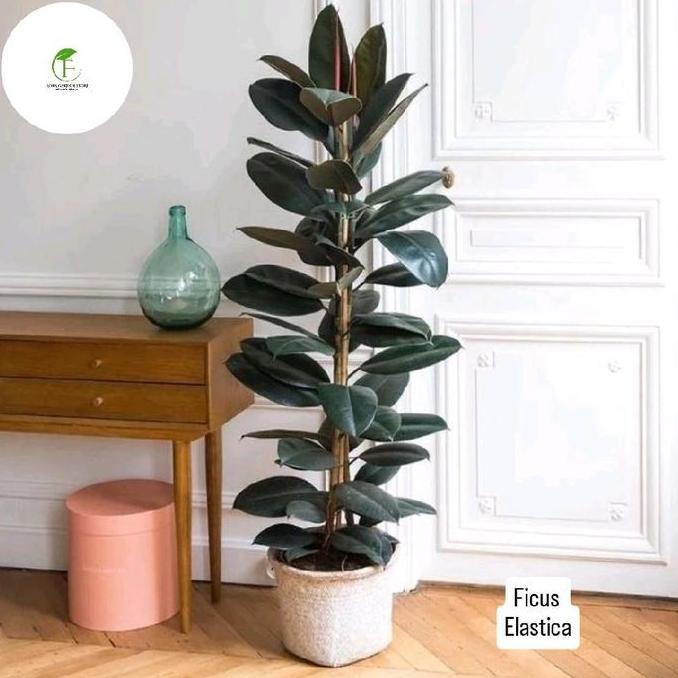 Clickgarden- Tanaman Hias Karet Kebo / Ficus Elastica Rubber Plant