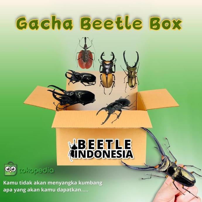 Gacha kumbang asli Indonesia, Serangga peliharaan, kumbang tanduk, kumbang capit.