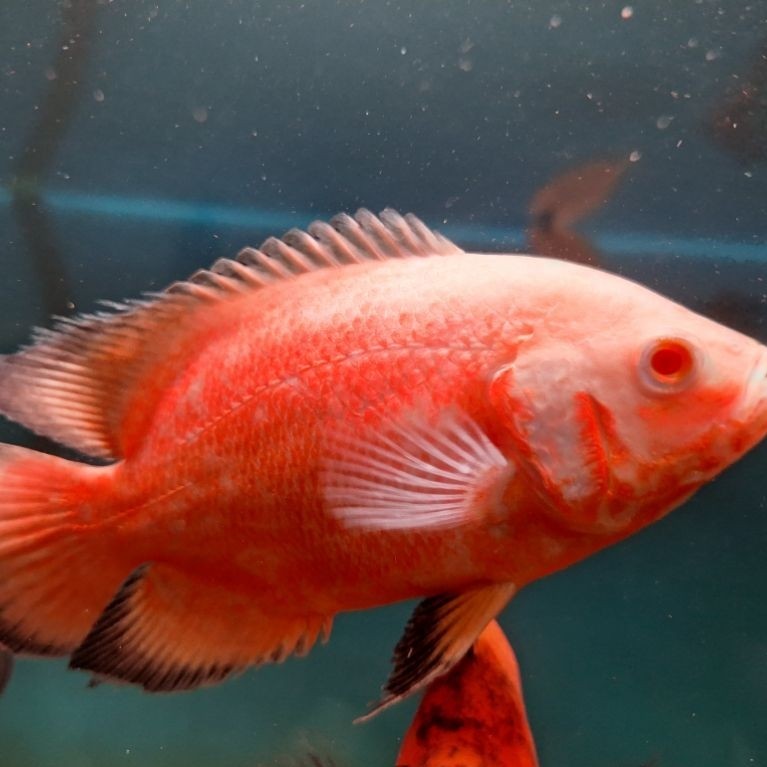 ikan oscar red chili 4 jarian hiasan aquarium