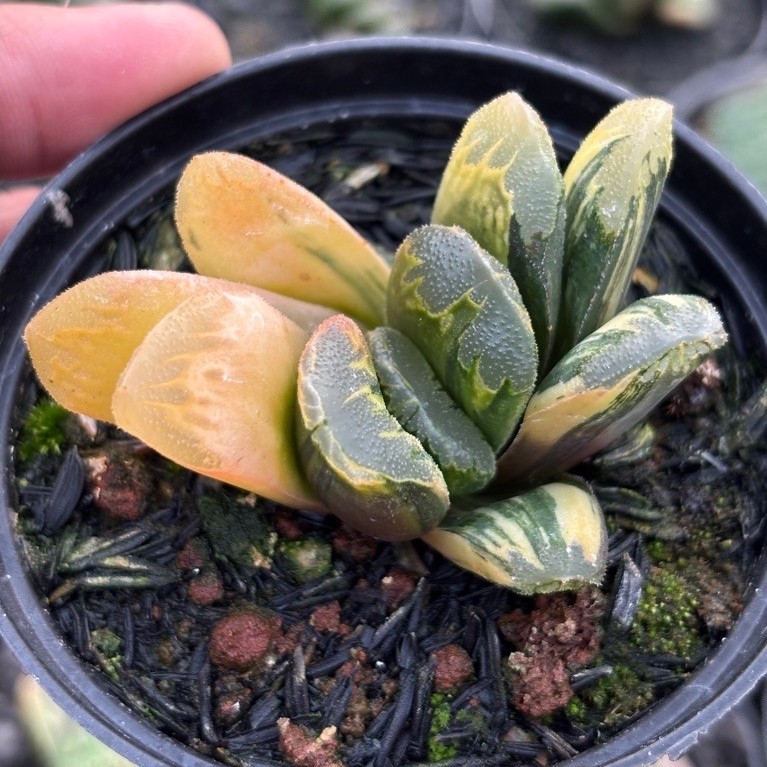 Haworthia Truncata Variegata Pot 8cm