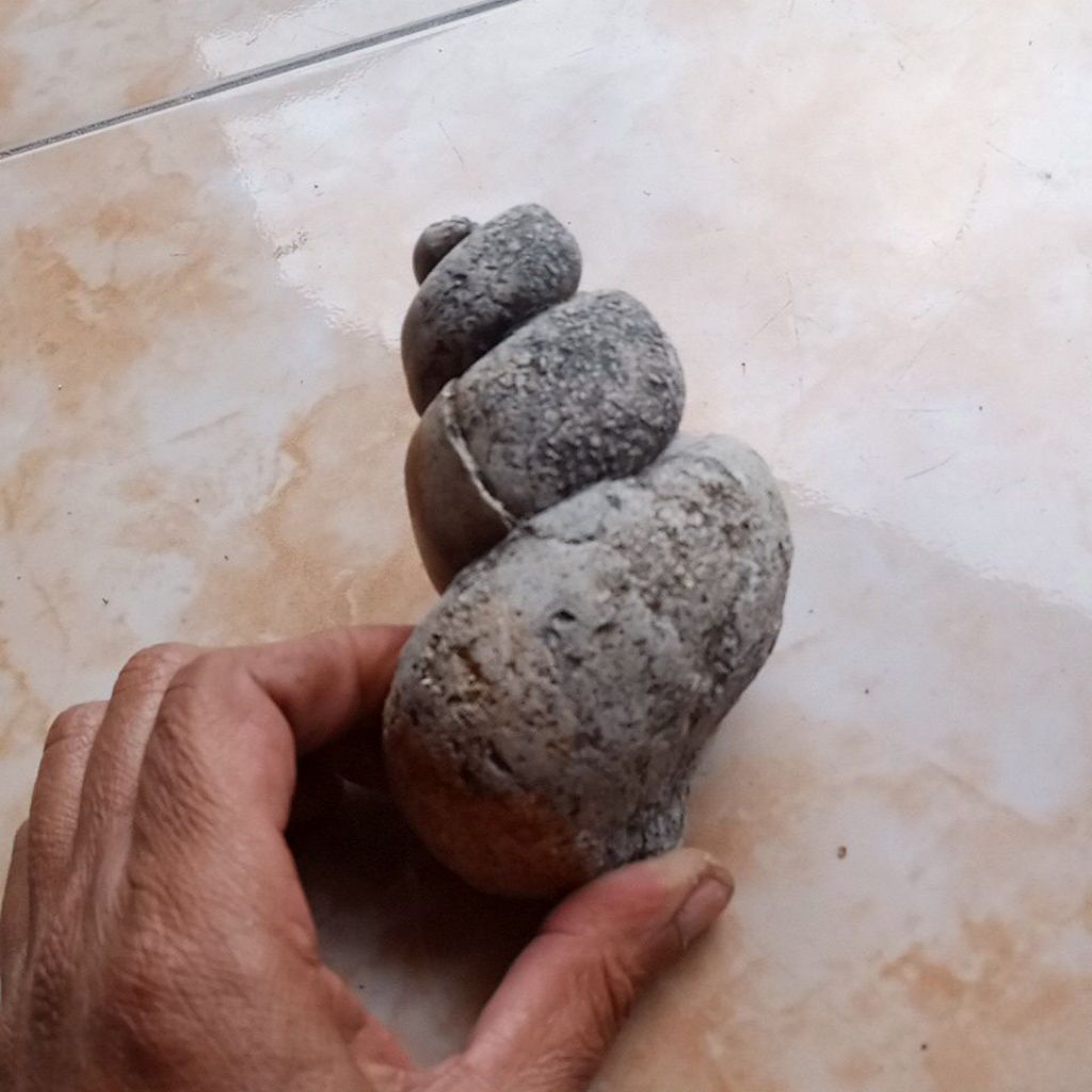 batu fosil bekecot asli alam pacitan jumbo