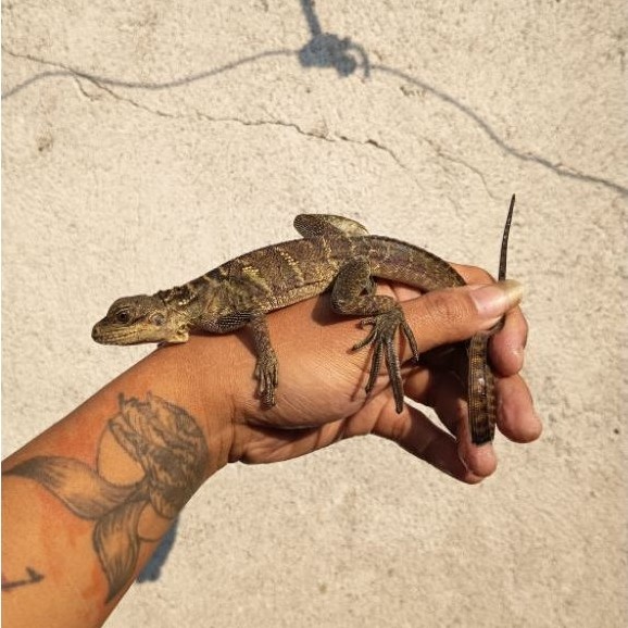 SOA LAYAR / SAILFIN DRAGON / HYDROSAURUS