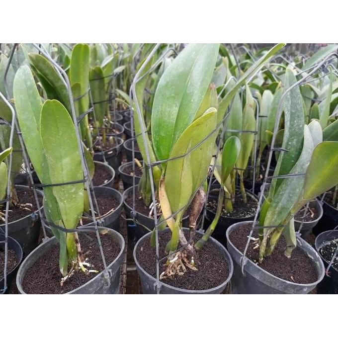Promo Cattleya Lc Chan Hsiu Jewel Diskon
