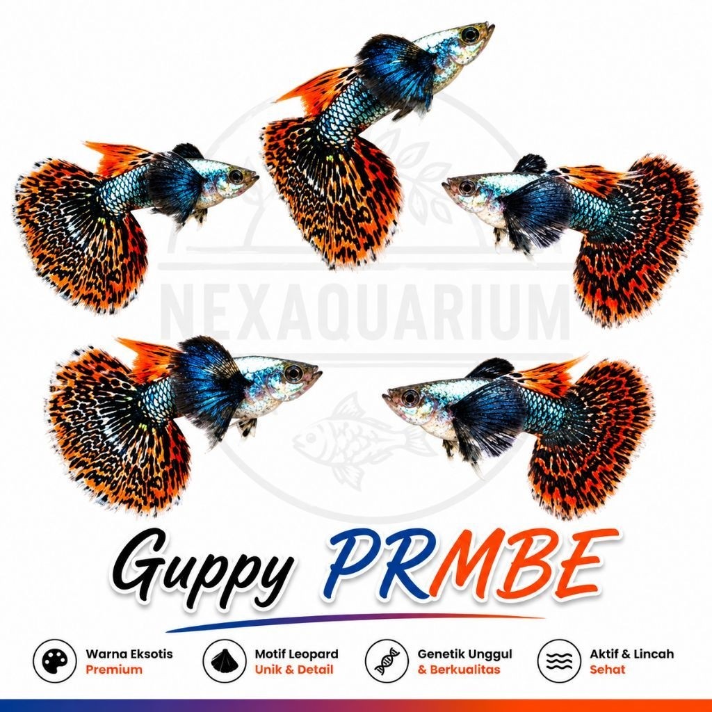 Guppy prmbe indukan besar perpasang
