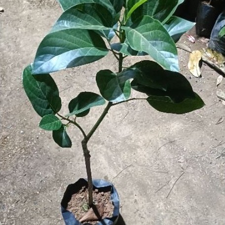 Alpukat Kendil