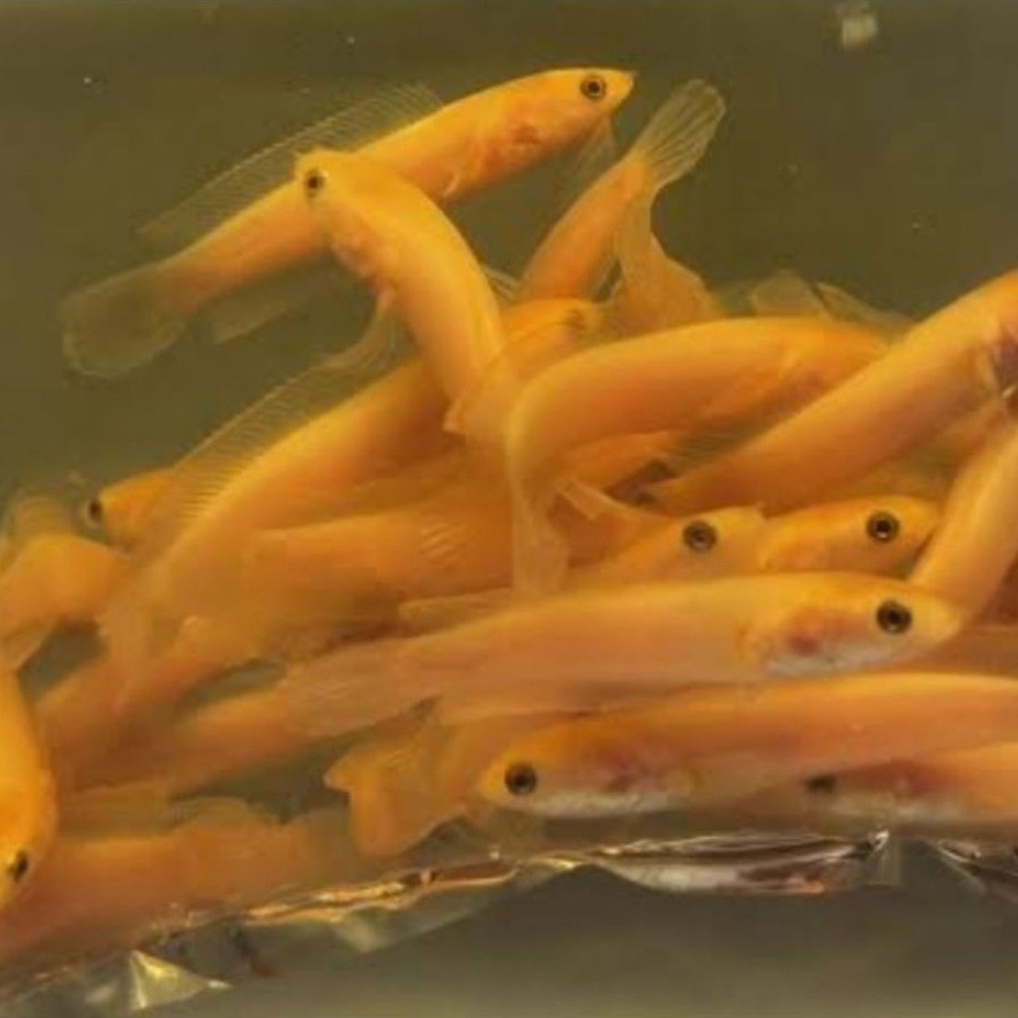 chana limbata golden xhantic 4cm