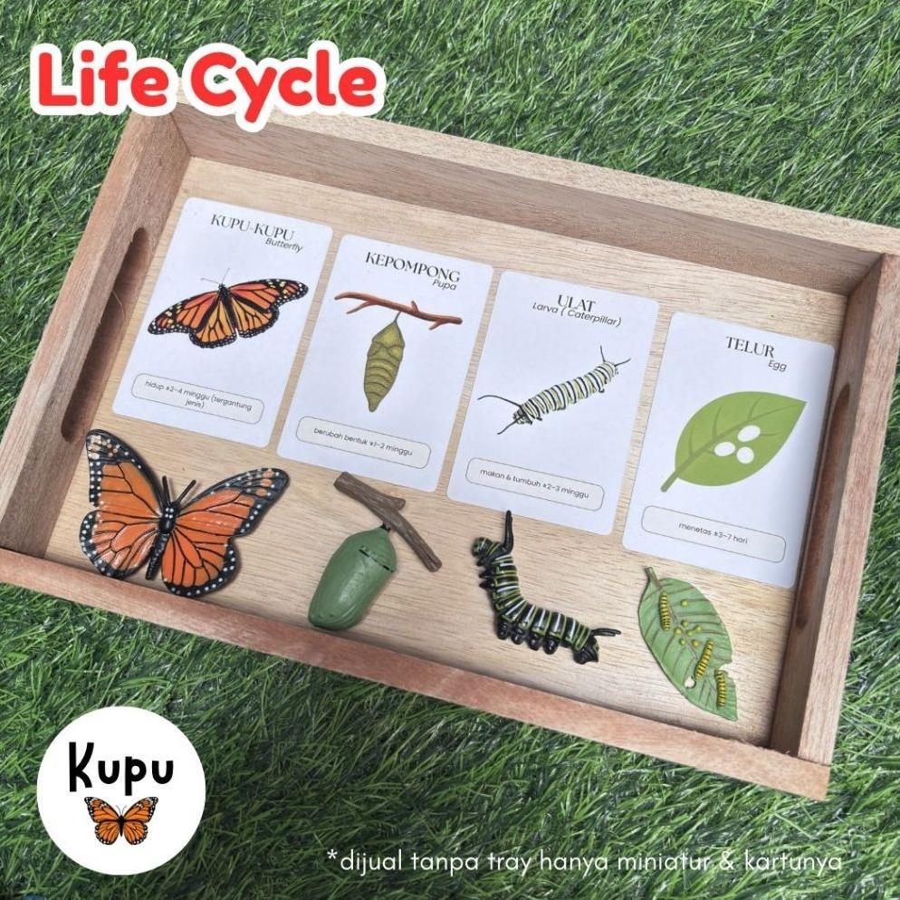 [ARRUM] Miniatur Life Cycle Hewan + Kartu Edukasi Anak Montessori | Siklus Hidup Kupu, Laba-Laba, Ka