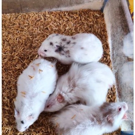 Hamster Syrian Fujiyama