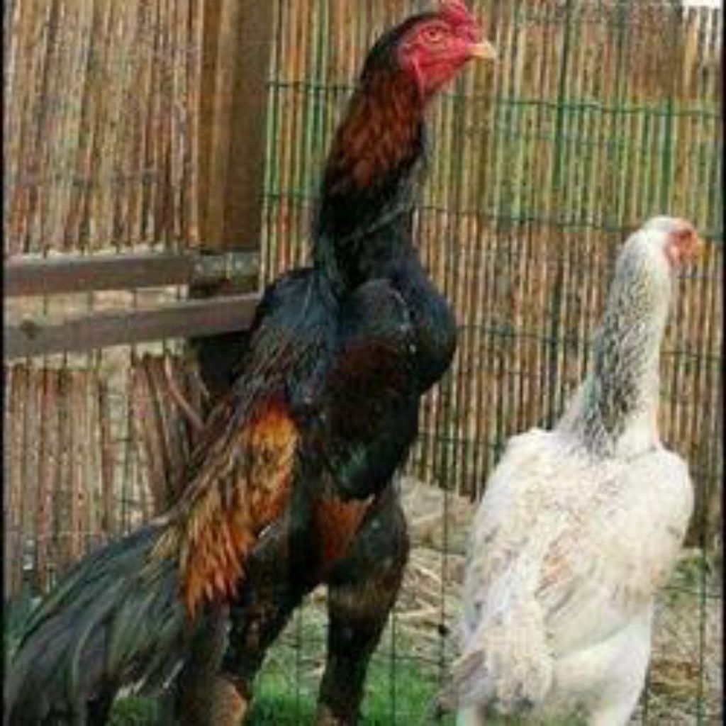 Telur fertil ayam indio gigante siap tetas