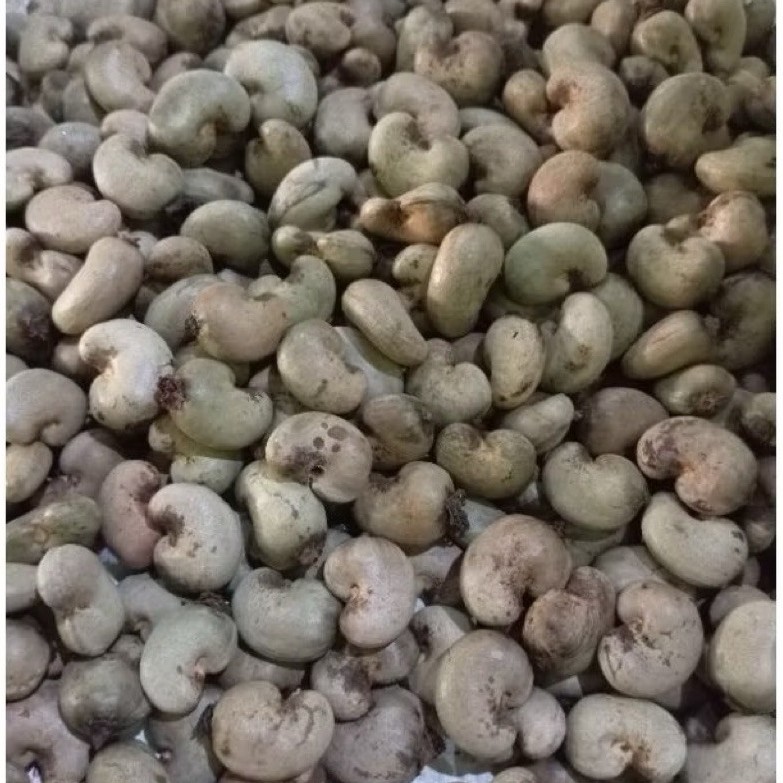 Benih Jambu Mete Unggul Berkualitas 1kg