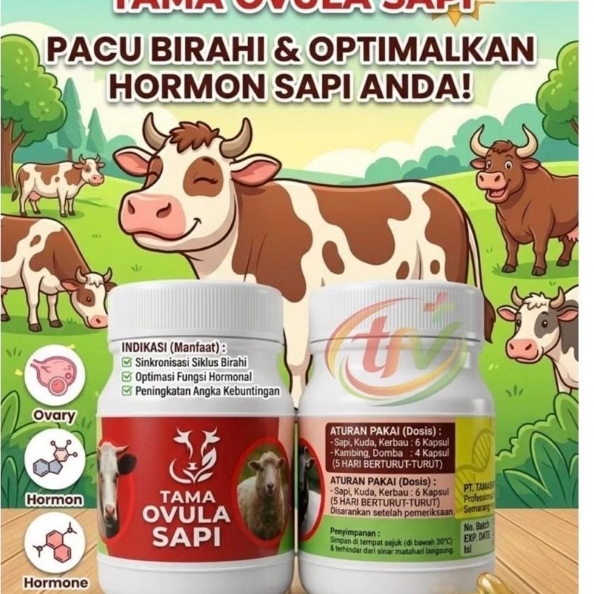 TAMA OVULA SAPI, Pacu Birahi & Optimalkan Hormon Sapi