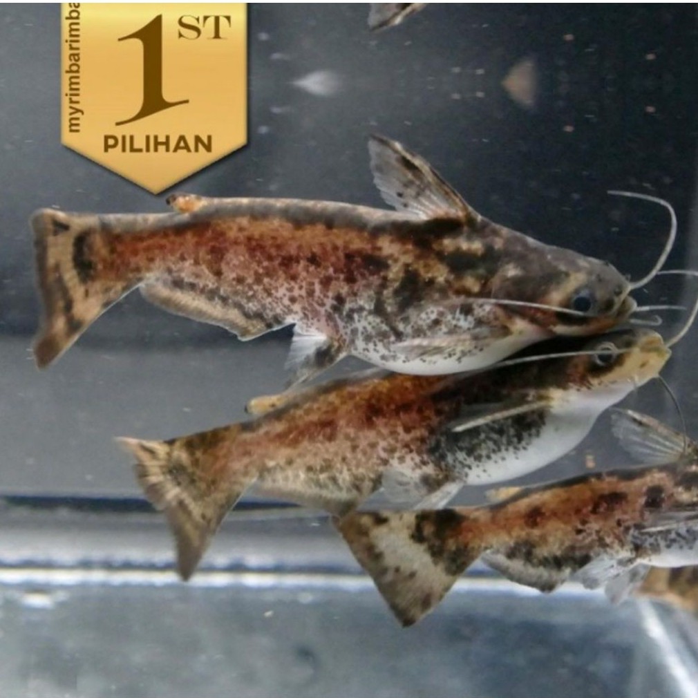 Paket Koloni ( Isi10)Colombian Catfish / Driftwood Catfish Ikan Hias Predator Hiasan Aquarium Aquasc