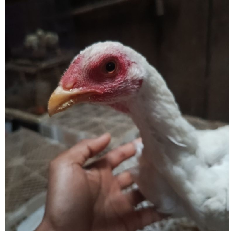 ayam putih remaja pacek
