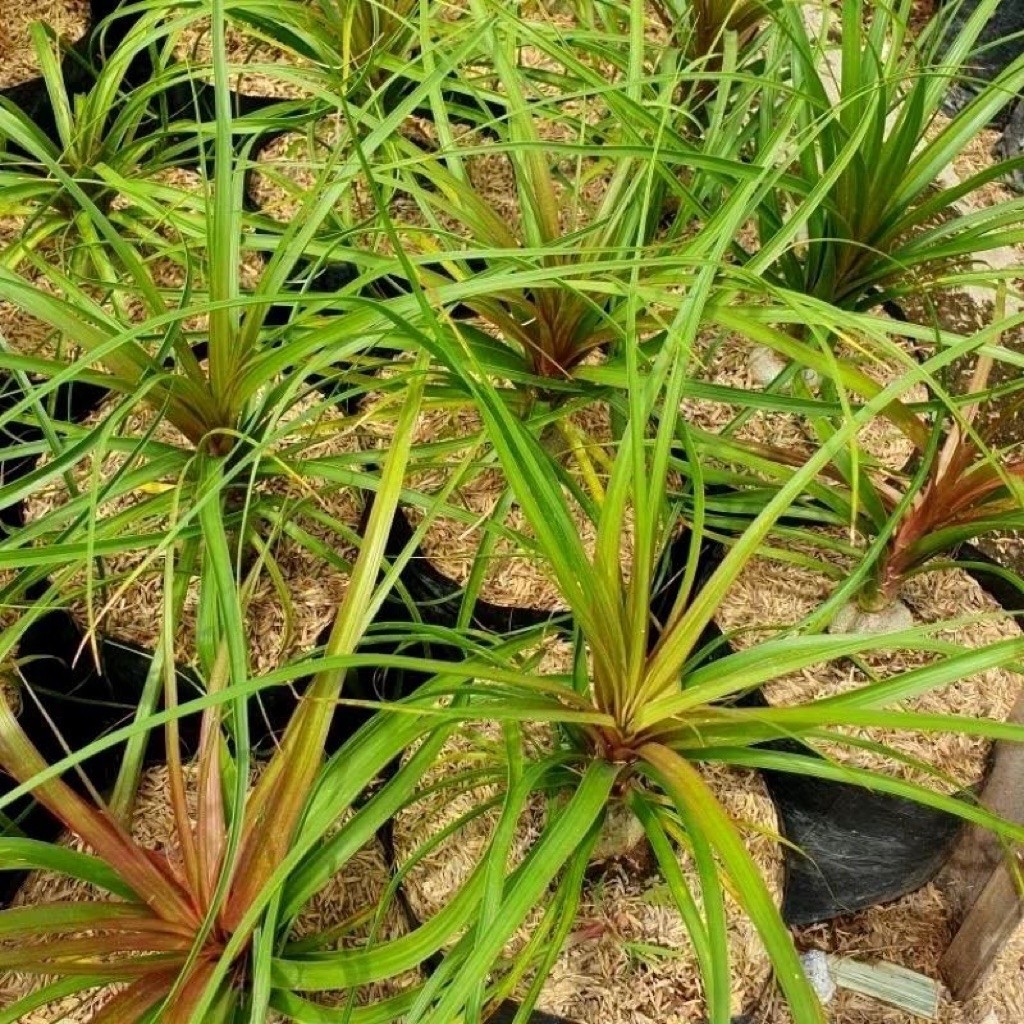 tanaman hias palem nolina/ponytail palm bibit segar cepat tumbuh besar