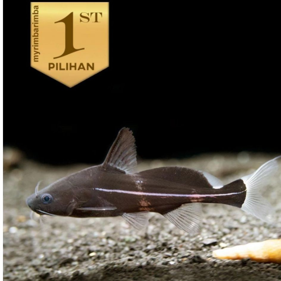 Black Marble Lancer Catfish Ikan Hias Aquascape Hiasan Aquarium Tanaman Air