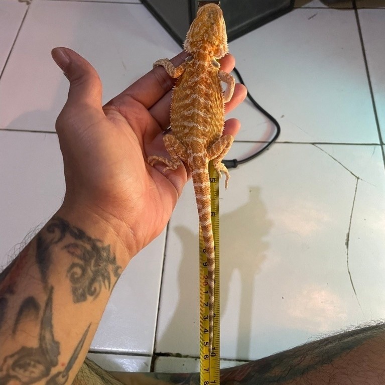 Bearded Dragon