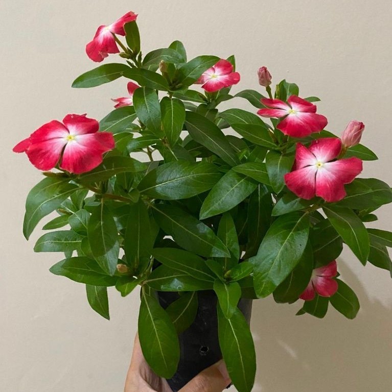 [RealPict] Vinca Pasifica Orange Halo Blush Juntai | Bunga Coral Gradasi Putih | Rajin Berbunga | Ta