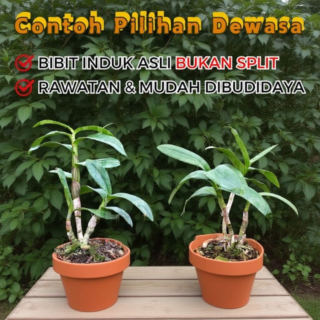 Anggrek Dendrobium Burana Brown