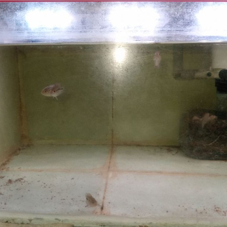 ikan lohan cencu