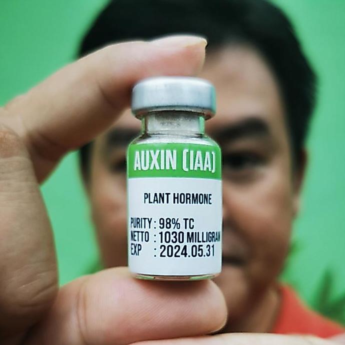 HORMON AUXIN AUKSIN IAA MURNI SERBUK POWDER BOTOL VIAL STERIL PELARUT