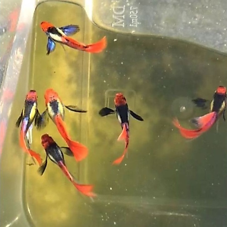 Guppy PRTDE koi
