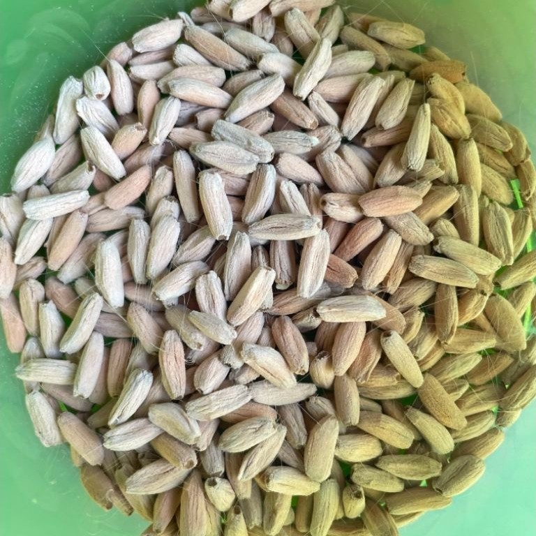 SEED / BENIH ADENIUM KARAKTER Thailand