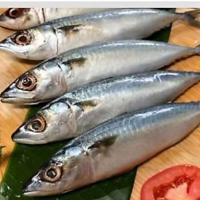 ikan salem segar fress/Salem segar Fress/Salem bonggol