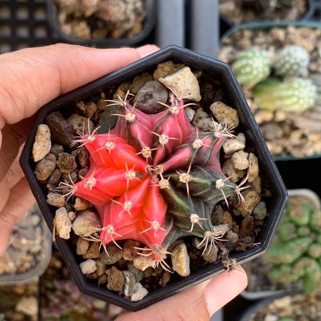 vx2 Gymno Miha Hybrid Var ( kaktus gymnocalycium mihanovichii varigata kaktus belajar tanaman hias h