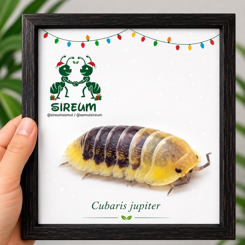 cubaris Jupiter model cleaning cleaner enclosure terrarium formicarium vivarium