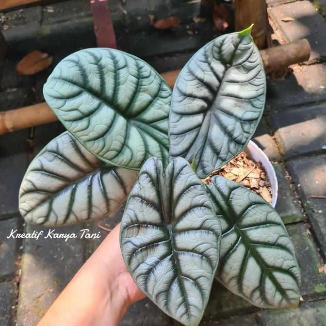 Tanaman hias alocasia dragon silver - Alocasia silver dragon