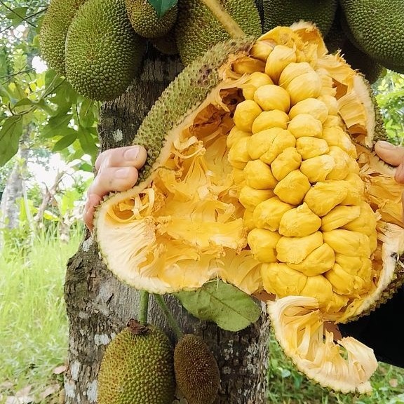 Cempedak Madu petikan tua  Perbuah Berat 1kg+ Manis Alami Buah Segar