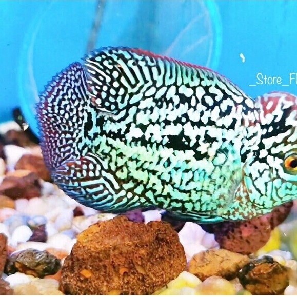 Burayak Louhan Black Kamfa F2 Thailand