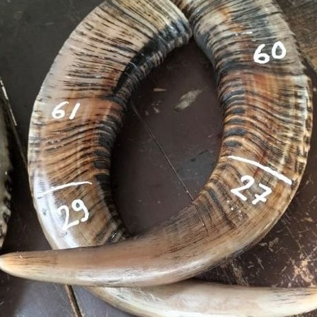 tanduk kerbau asli bule padat 20-35 spek gagang golok /lain nya ya