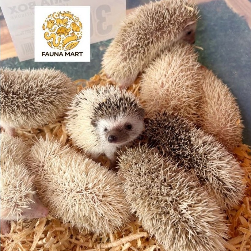 Landak Mini Anakan Baby / Landak Mini (Khusus Pengiriman INSTAN)