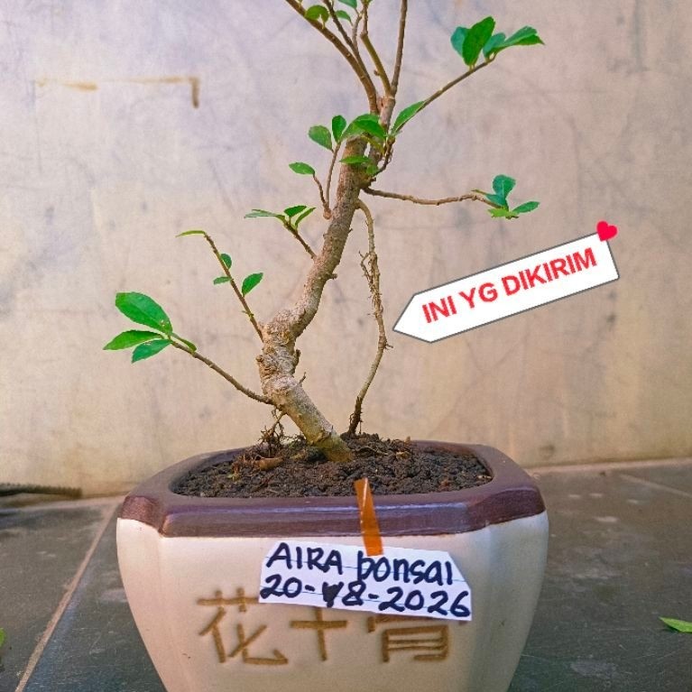 bahan bonsai serut dongkelan hidup