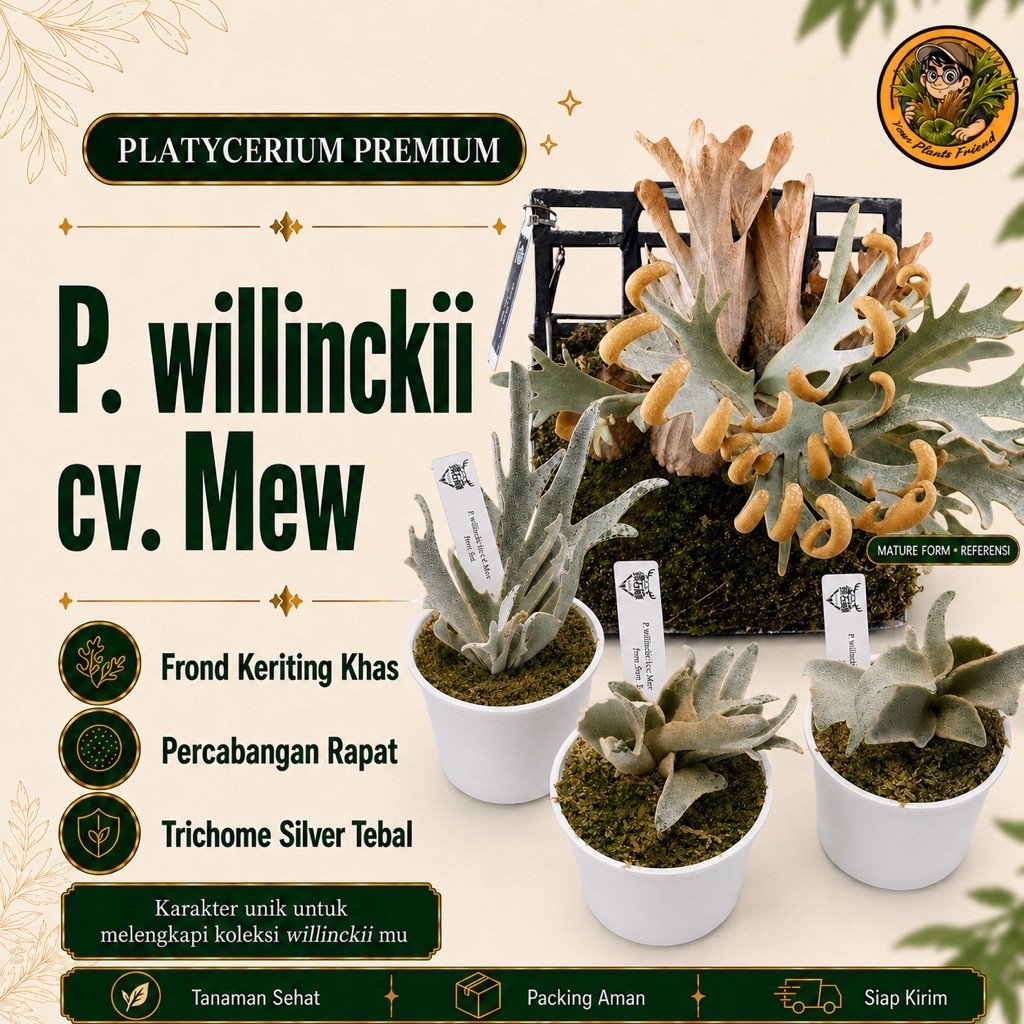 Platycerium Willinckii Mew Sporeling Dwarf Tanaman Paku Tanduk Rusa Simbar Menjangan