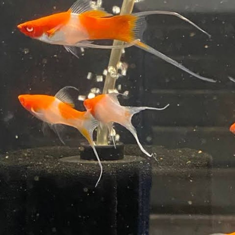 platy kohaku lyretail