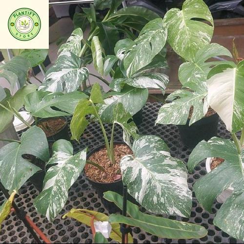 Tanaman Hias Monstera Variegata - monstera variegata - Monvar