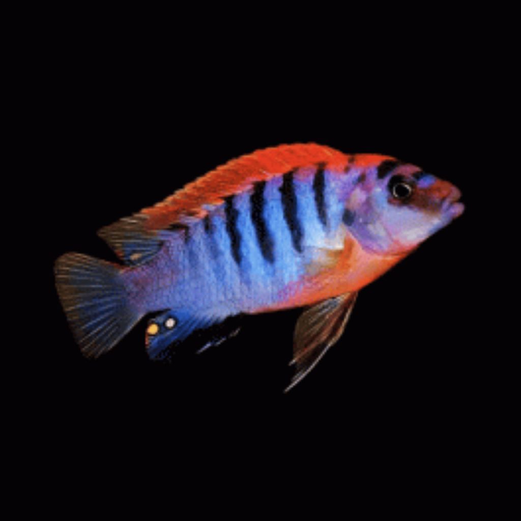 ikan red top hongi 7-8cm hiasan aquarium afrika siklid