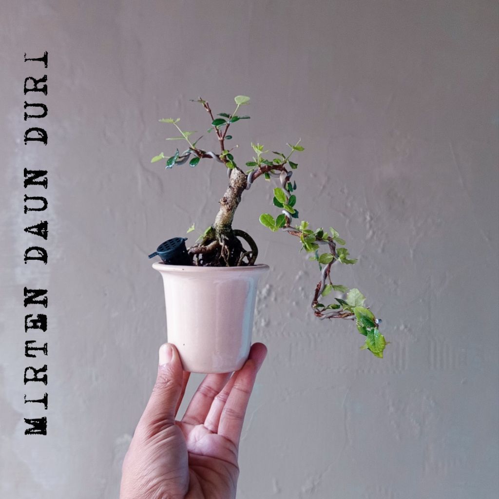 BONSAI MIRTEN DURI DIKIRIM SESUAI