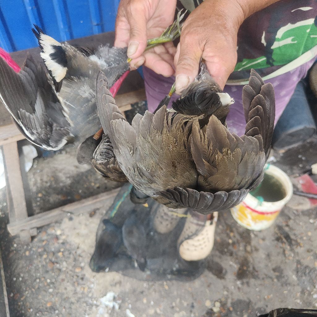 Burung Bantiungan hidup