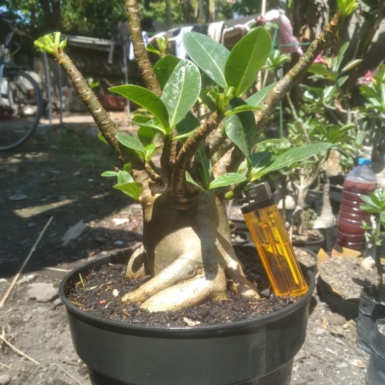 adenium godji x tonghak