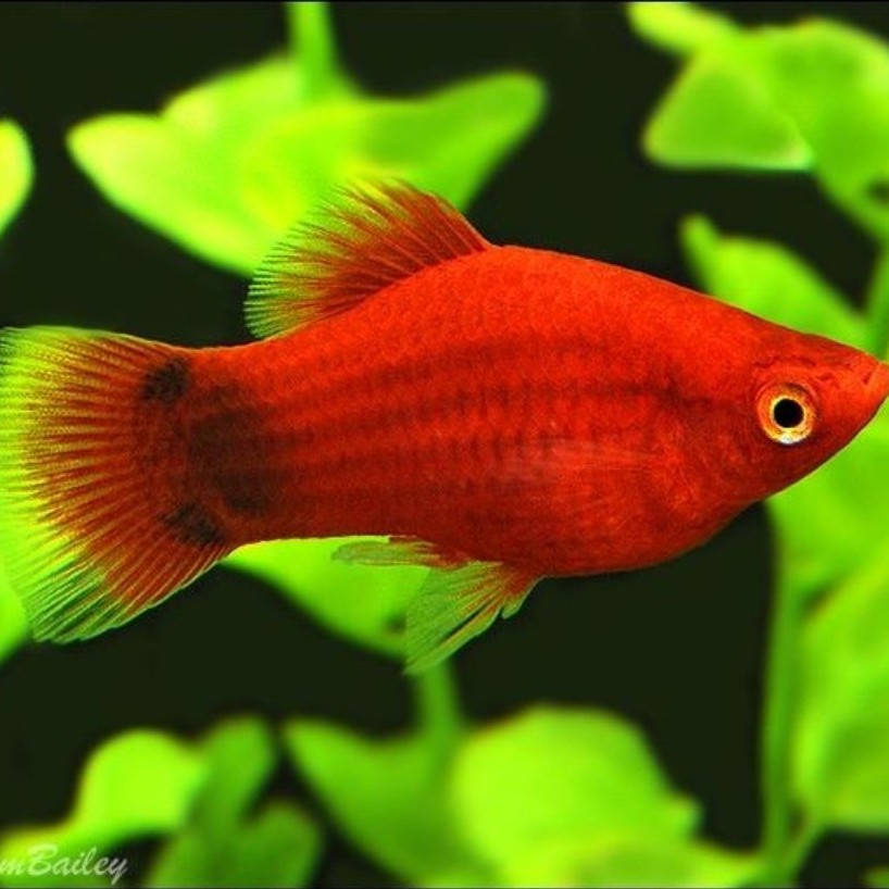 Platy Micky Mouse, Platy Coral, Platy Sunset, Platy Tuxedo Dekorasi Akuarium